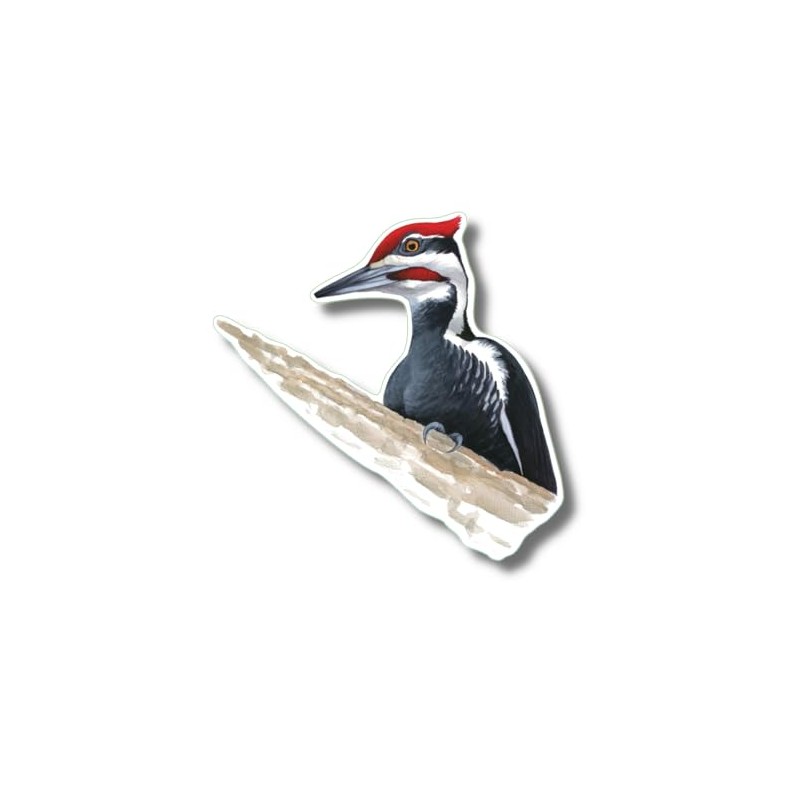 Earth Sky + Water - Pileated Woodpecker - 3.5_ Sticker
