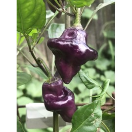 Purple UFO Pepper Premium Seed Packet