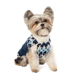 CHILLY DOG Midnight SKI Bum (Small)