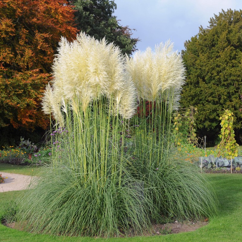 Outsidepride White Ornamental Pampas Grass Plant Seeds - 1000 Seeds