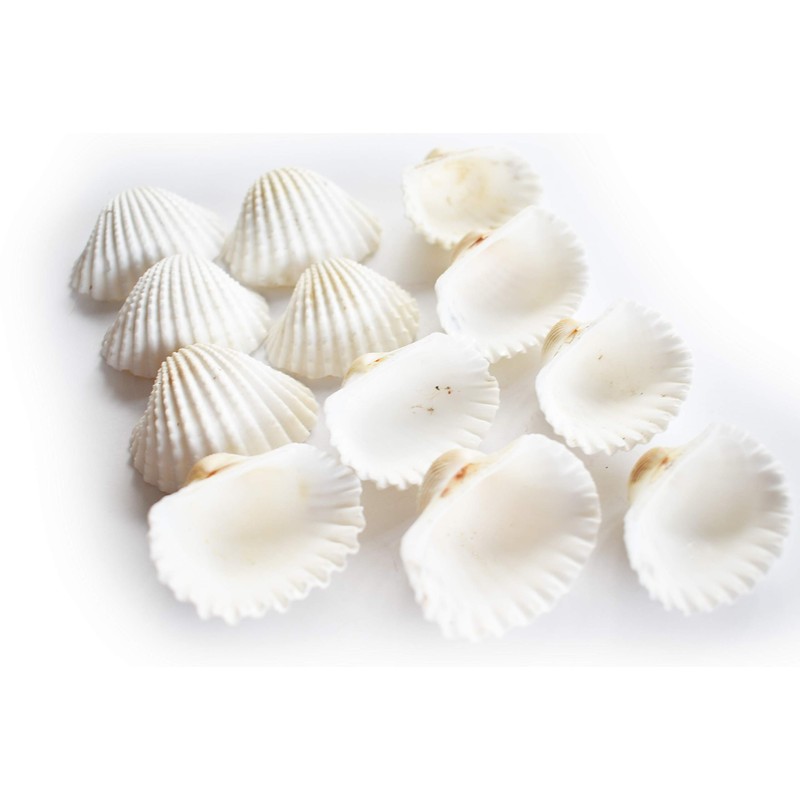 24 Beautiful Small White Ark Shells (1.25-1.5") Beach Wedding Decor