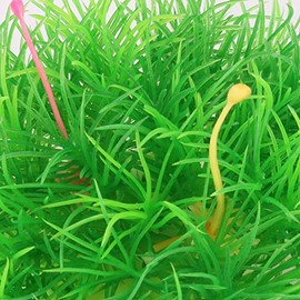 Qtqgoitem Aquarium Fish Tank Artificial Underwater Grass Plant Landscape Decoration Green (model: 4b3 222 080 c4e 4d8)