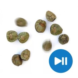 Amazing Beans 15 Mexican Jumping Beans. 3 Cases With 5 Beans In Each Case & Racing Game