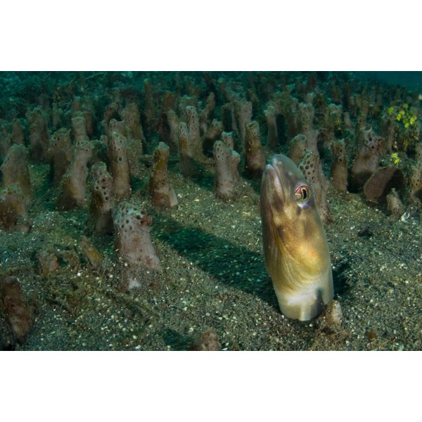 Bigeye conger blending in with sponge field North Sulawesi Indonesia