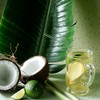 Harney & Sons Organic Green with Coconut, Fresh Brew Iced