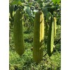 Esponjas naturales de lufa biodegradables para el cuerpo, esponja exfoliante