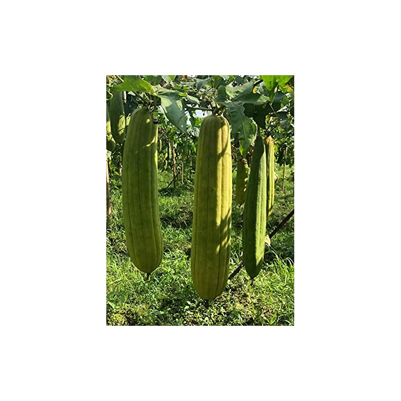 Esponjas naturales de lufa biodegradables para el cuerpo, esponja exfoliante