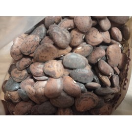 1 Lb. Jackson Wonder Bush Lima Bean Seeds