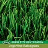 Scotts Turf Builder Grass Seed Argentine Bahiagrass, Excellent Heat &