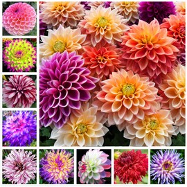 100+ Rare Mix Color Dahlia Pompon Flower Seeds Heirloom Variabilis Beautiful Annual for Planting Outdoor Gardens Yards