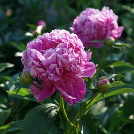 Monsieur Jules Elie Peony, 1 Bare Root, Live Outdoor Plants, Beautiful Pink Flower for Garden and Cutting, Peony Bouquet Flowers