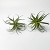 Artificial Plants & Greenery 2Pcs Faux Decor Set