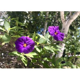 Home-Growth Lycianthes rantonnetii, Potato Bush - 10 stems 4-6 inches - USA seller