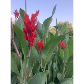 CANNA Lot Of 5 Magnificent Red Hummingbird 6-8' Tall Canna Lilly Bulbs Free Shipping