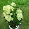 Goooxim Large Obelisk Trellis Peony Cage 24.6x17 Inches - Premium