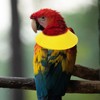POPETPOP Bird Anti-bite Collar: Bird Protective Collar Parrot Protective Collar