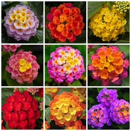 Lantana Flower Seeds for Planting - 300+ Mixed Color Flower Seeds to Plant Great for Hummingbirds and Butterflies
