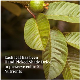 Akshit Dried Guava Leaves, 5.2 oz, Organic Guava Leaf Tea, Hojas De Guayaba, Guava Dried Leaves, Herbal Tea, Caffeine-Free, Non-GMO, No Preservatives.