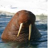 Walrus Greeting Card - Square
