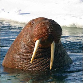 Walrus Greeting Card - Square