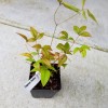Shrubs Dwarf Nandina Firepower Shrub, Heavenly Bamboo, 4-12" Tall Live