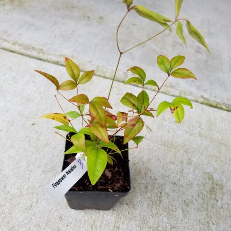 Shrubs Dwarf Nandina Firepower Shrub, Heavenly Bamboo, 4-12" Tall Live