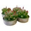 KFMX Juego 4 Velas Aromáticas Decorativas Suculentas Cactus