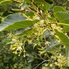 Linden Blossom Absolute 10ml Linden Incent Essential Oil Essential Oil