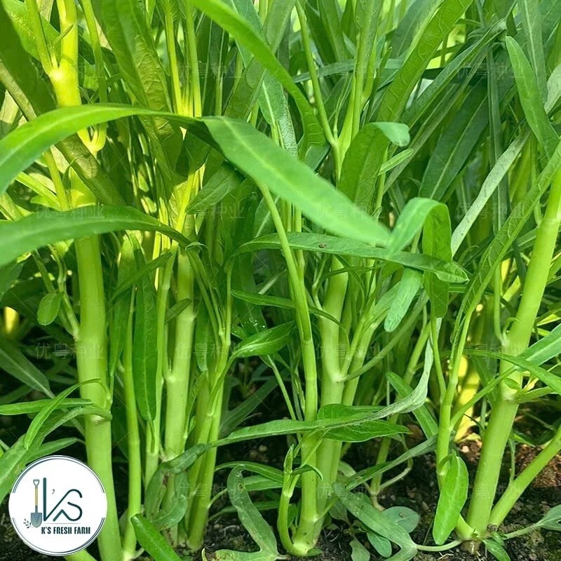 KS 200+ pcs TRIPLE-STEM WATER SPINACH SEEDS, Ong Choy, Kangkong,
