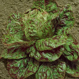 Speckles Butterhead Lettuce Seeds - 1 g Packet ~850 Seeds - Non-GMO, Heirloom - Vegetable Garden - Lactuca Sativa