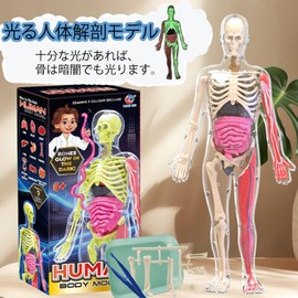 MOSABRUKI Human Anatomy Model Glow in the Dark Human Body Model Toys Mannequin 3D Organ Model Internal Internal Detachable Anatomy Model Set Skeleton Model Toy for Medical Student Doctor School