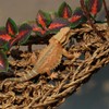 AQUA KT Reptile Lounger Lizard Bearded Dragon Snake Climbing Hammock