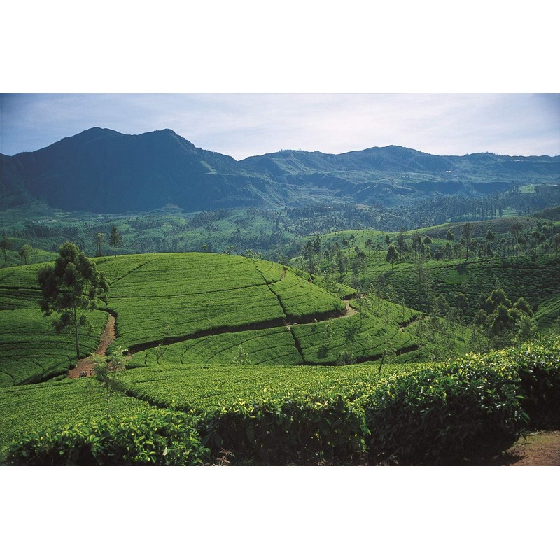 Dilmah Run Watte (Tea Bag) 1.4 oz (40 g)