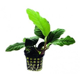 Potted Anubias Plants | Live Freshwater Aquatic Plants for Aquariums and Terrariums - Low Light, Low Maintenance Plants. (Potted Anubias Coffeefolia)