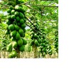 Hawaiian Solo Papaya Seeds