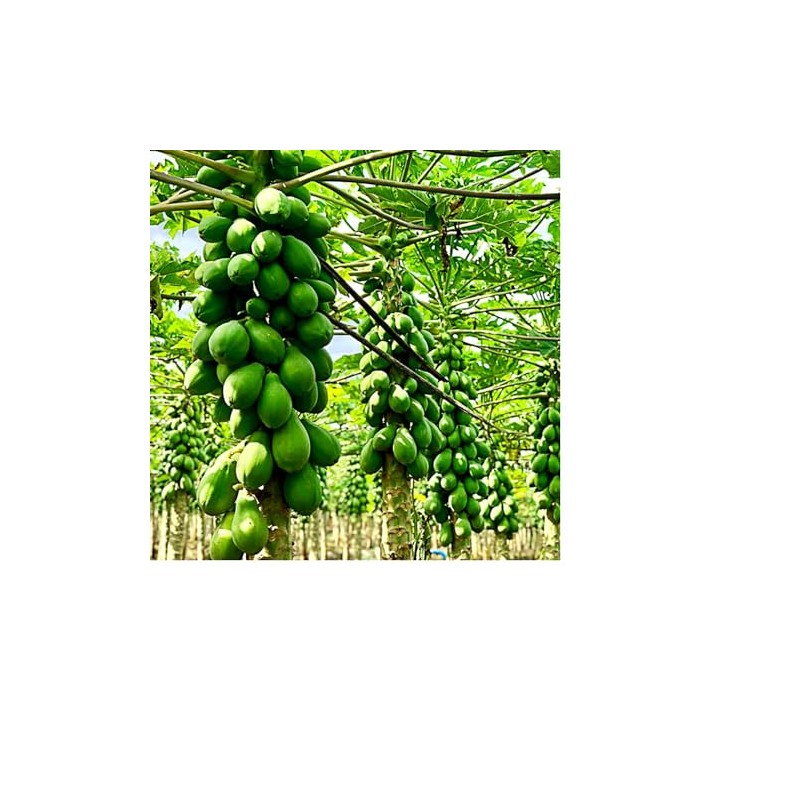 Hawaiian Solo Papaya Seeds