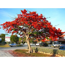 Buy Rare Seeds Delonix regia | Royal Poinciana | Flamboyant Flame Tree | Gulmohar | 5_Seeds