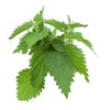 Shiso Seeds, Pack of 1500+ Perilla Seeds for Planting