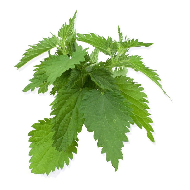 Shiso Seeds, Pack of 1500+ Perilla Seeds for Planting