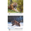 Tiger Magic Calendar for 2025 Format 10 cm x 10