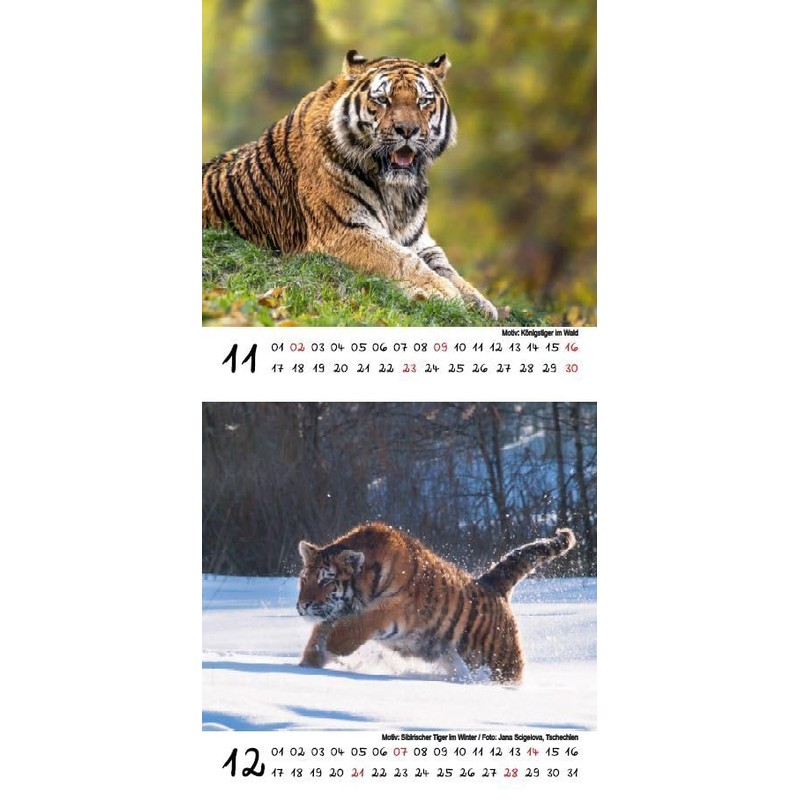 Tiger Magic Calendar for 2025 Format 10 cm x 10