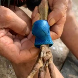 Gamefowl Supplies Chicken Leg Bands Rooster Booster Protection Accesorios para Gallos De Pelea Accessories Tie Cords for Gamefowl Accessories 2 Pairs Blue & Red