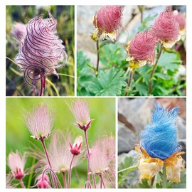 100+ Seed Prairie Smoke Seeds for Planting Outdoor-Non-GMO Heirloom Native Wildflower Non-GMOPlant in Your Home Garden