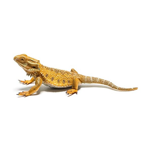 CollectA (ã³ã¬ã¯ã¿) ããã¢ã´ãã²ãã«ã² ãã£ã®ã¥ã¢ 88567
