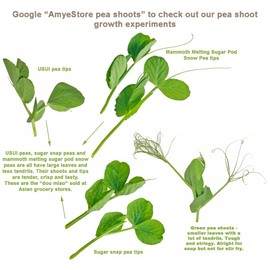 Sow inSpring/Fall. Sugar Snap Pea Seeds for Planting Vegetables and Fruits.豌豆苗Non GMO Heirloom Vegetable Seed for Planting Home Garden or Hydroponic Pods-15g,Approx.65 Garden Seeds Sugar Pea