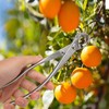 Bonsai Cutter 210mm Ergonomic Handle Stainless Steel Branch Cutter Professional