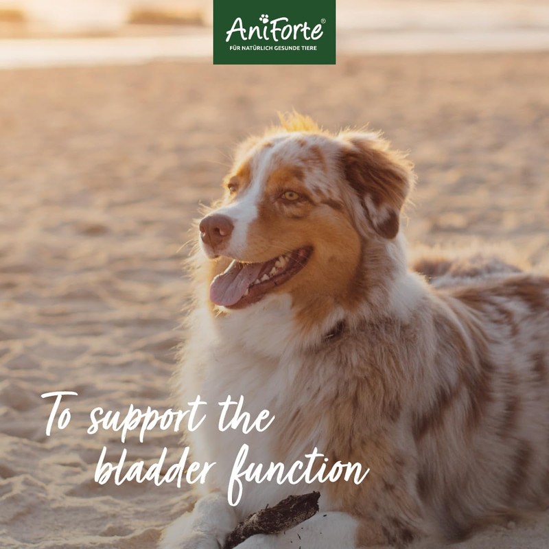 AniForte Bladder Formula for Dogs 100g – Used for Bladder