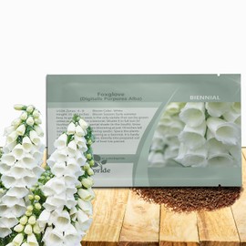 Outsidepride Digitalis Purpurea Alba White Foxglove Seeds – 5000 Pcs Biennial, Prolific, Tall Growing Flower Seeds with Pollinator-Friendly Blooms for Shaded Gardens & Outdoor Landscapes