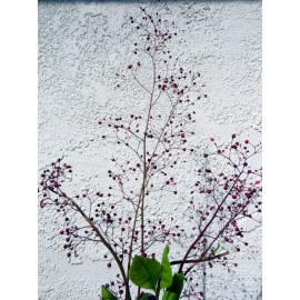 J&L Gardens Jewels of Opar or Fame Flower (Talinum paniculatum) delicate beauty and flavor