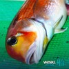 VARIVAS PE8 Ship Multi Color 200m 1.0